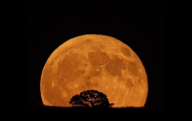 হাসিব মাহফুজ